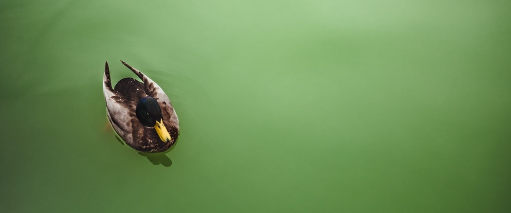 Natuurinclusief Bouwen tijdens de Week van het Groene Kapitaal
