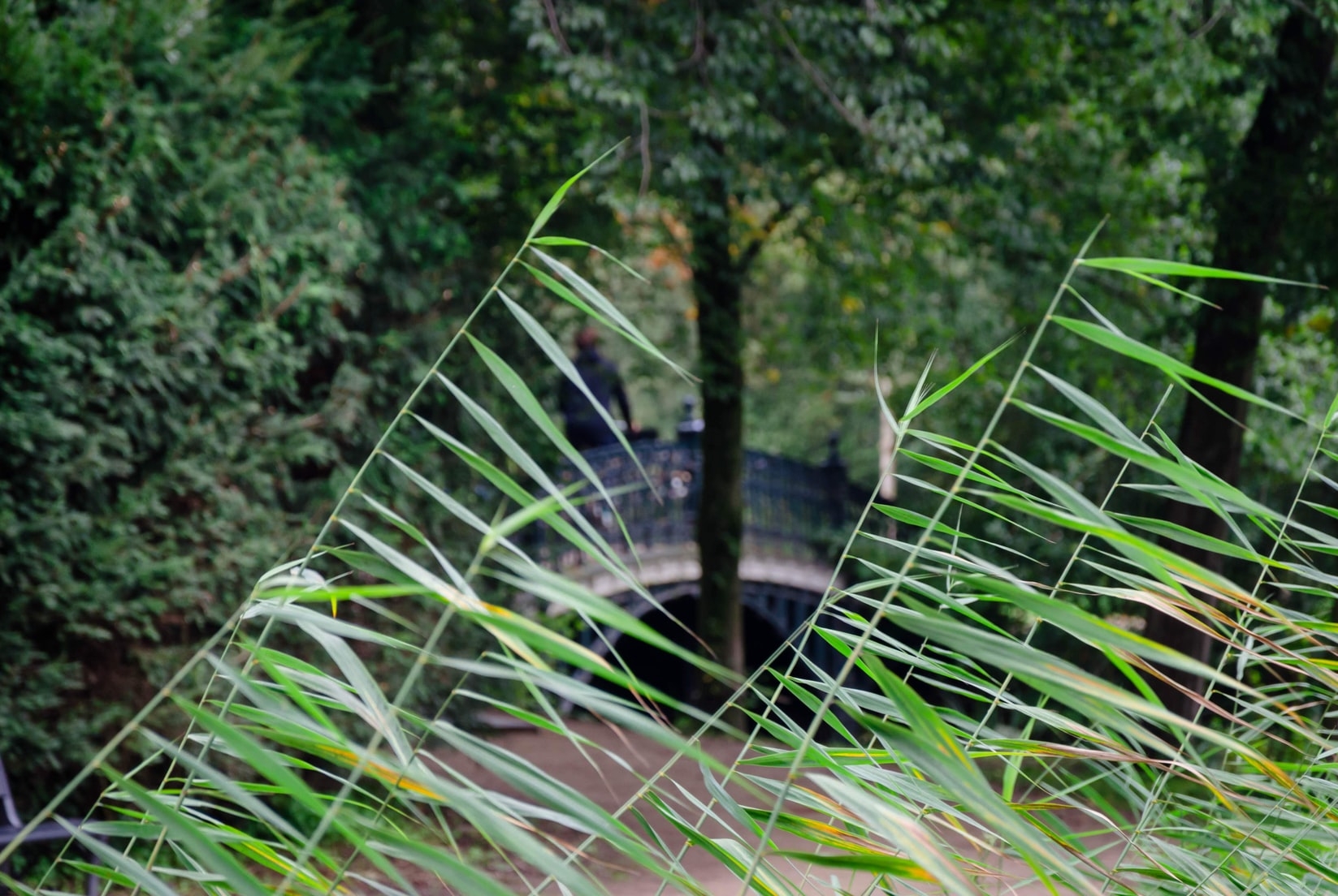 Webinar ‘Herwaardering van stedelijk groen’