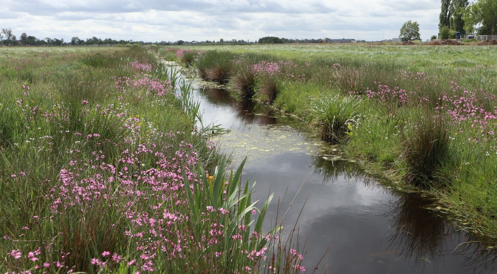 Het wordt gelukkig steeds natter in Nederland Droogteland