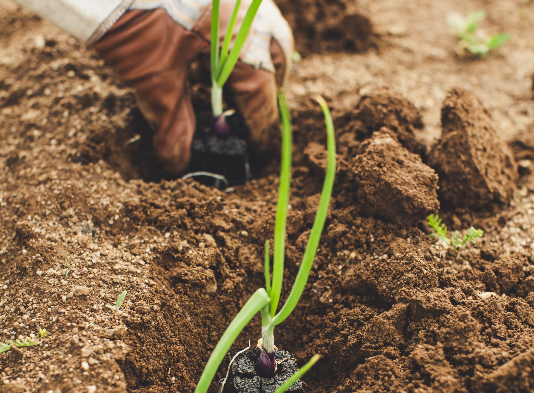 Week van de Groene Tuin