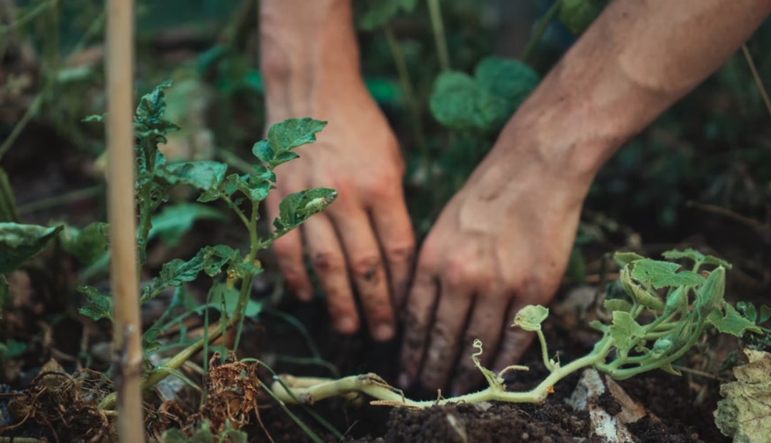 Vervolg themagroep ‘Bewoners verleiden tot een natuurinclusieve tuin’