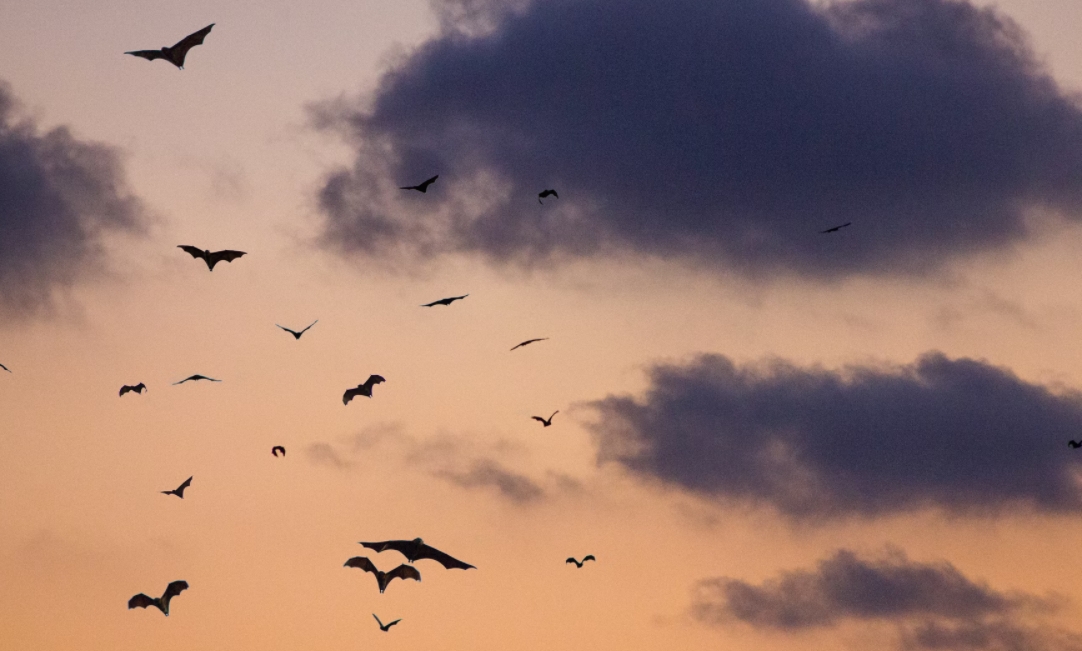 Hoe geven we vogels en vleermuizen de ruimte?