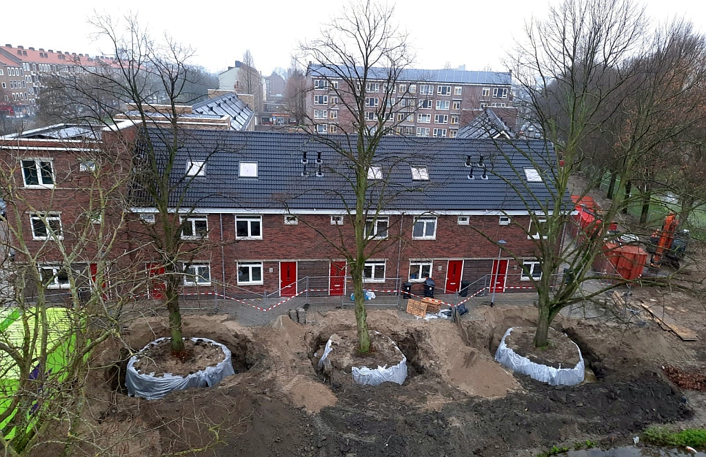 Is het mogelijk om grote bomen te verplanten?