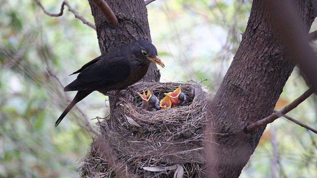 Handig stappenplan met checklist via Nest Natuurinclusief