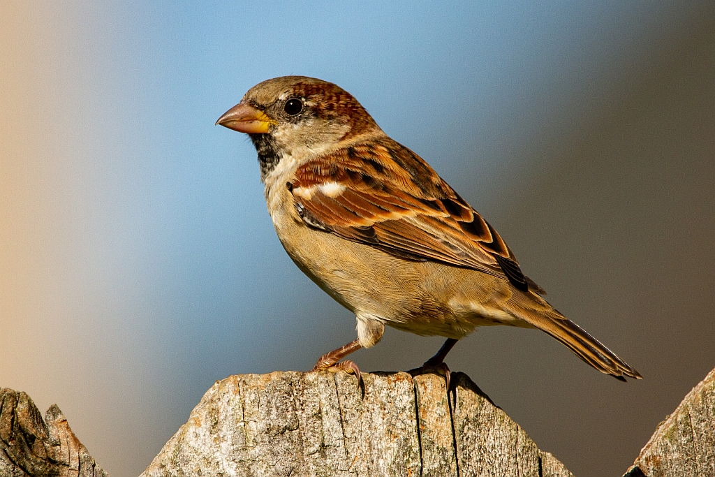 Kabinet maakt regels natuurinclusief bouwen voor beschermde vogels