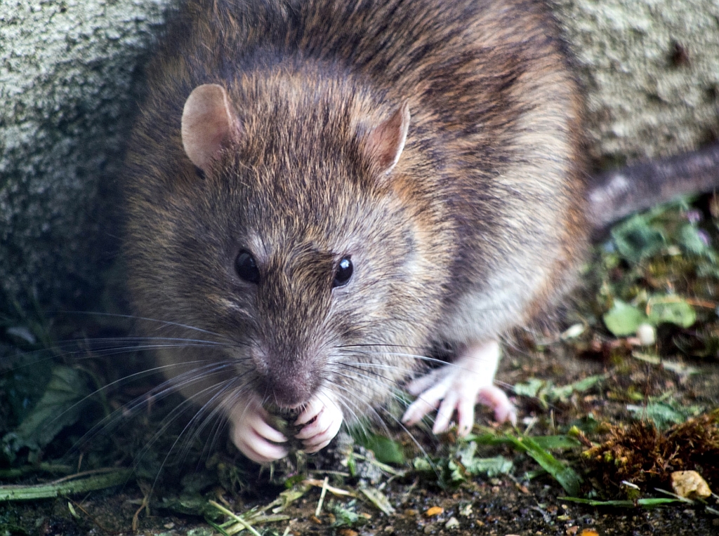 Beste groen-inrichting rond afvalcontainers om ratten te voorkomen?