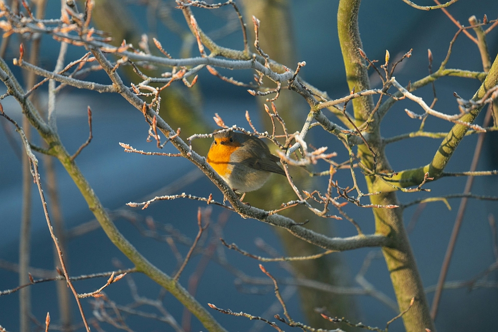 Expertmeeting: Vogelvriendelijk beheer openbare ruimte