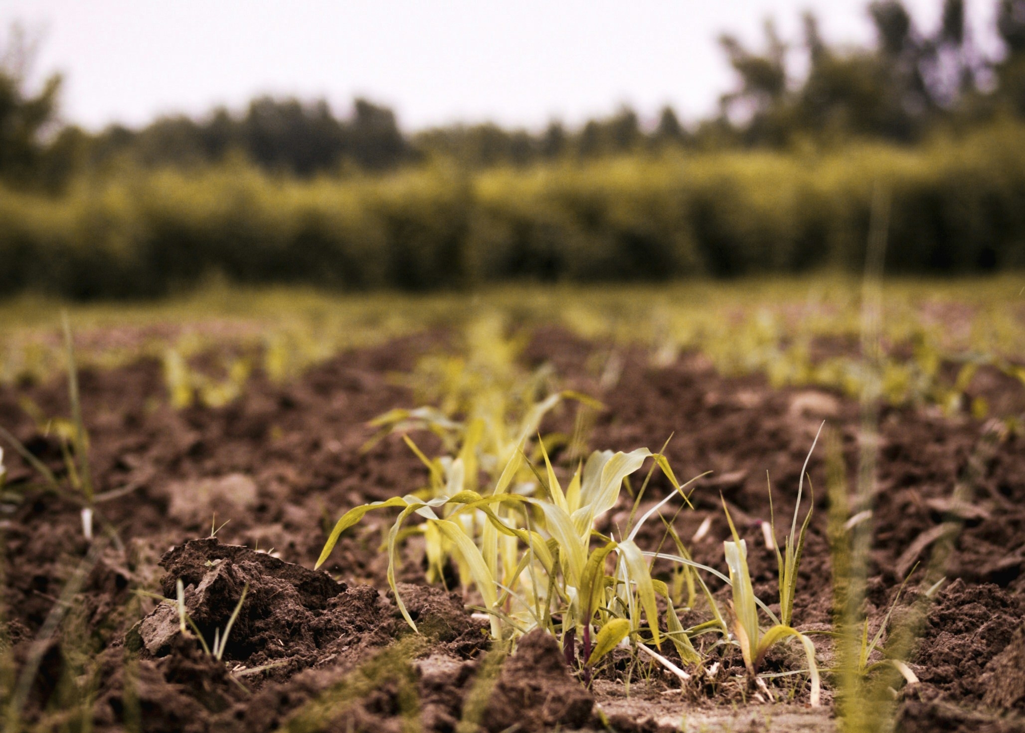 Werken aan een gezonde bodem in stedelijke ontwikkeling; zeven principes en praktische maatregelen