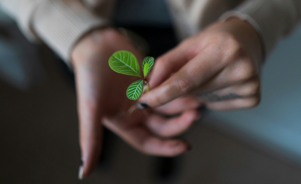 Vraag over herplantverplichting vs. zaailingen beantwoord