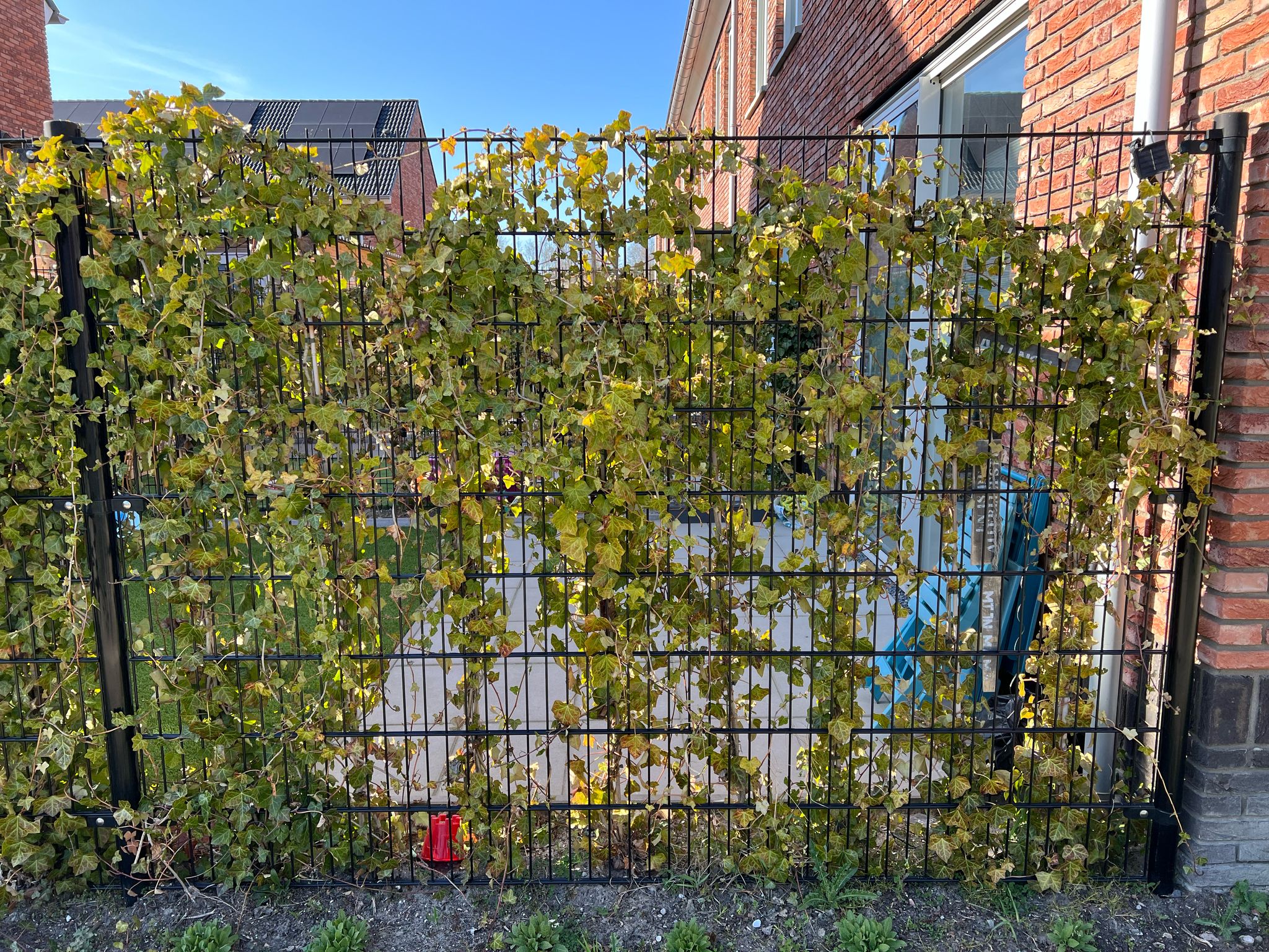 Vraag over groene erfafscheiding: alternatieven voor Hedera haag?