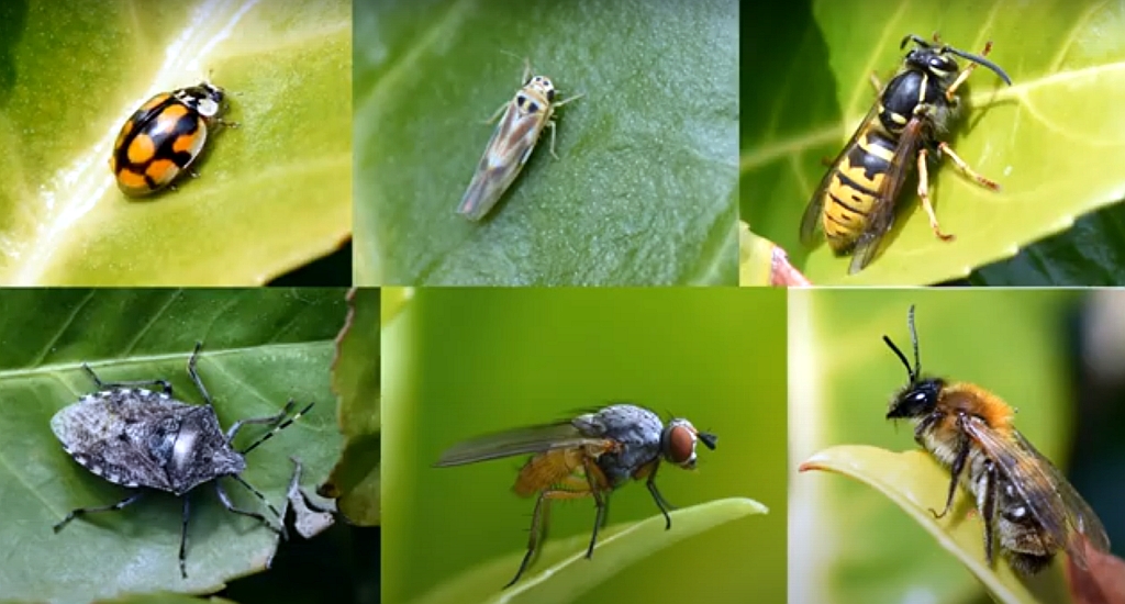 Kijktip: iedere groene tuin telt mee!