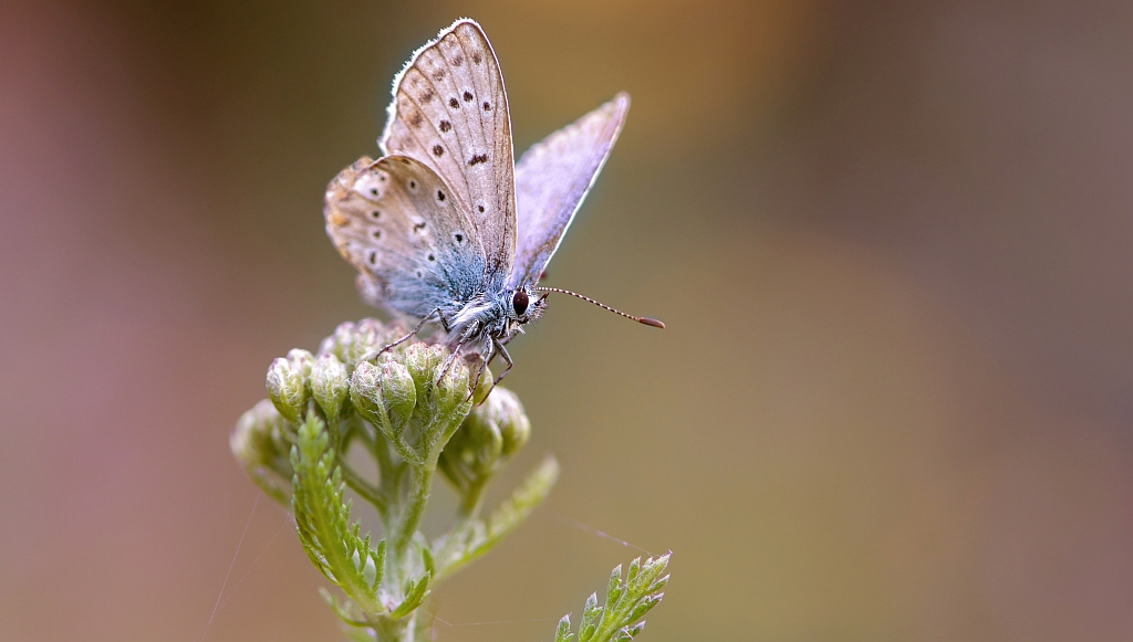 Leestip: Basiskwaliteit Natuur in de bebouwde omgeving