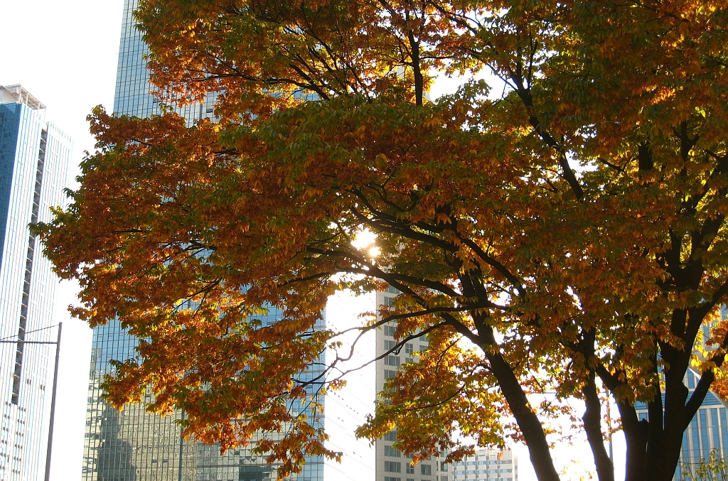 Welke bomen overleven het stadsklimaat van morgen?