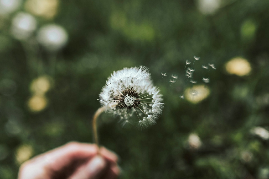 Maand van de Groene Tuin: anders omgaan met onkruid