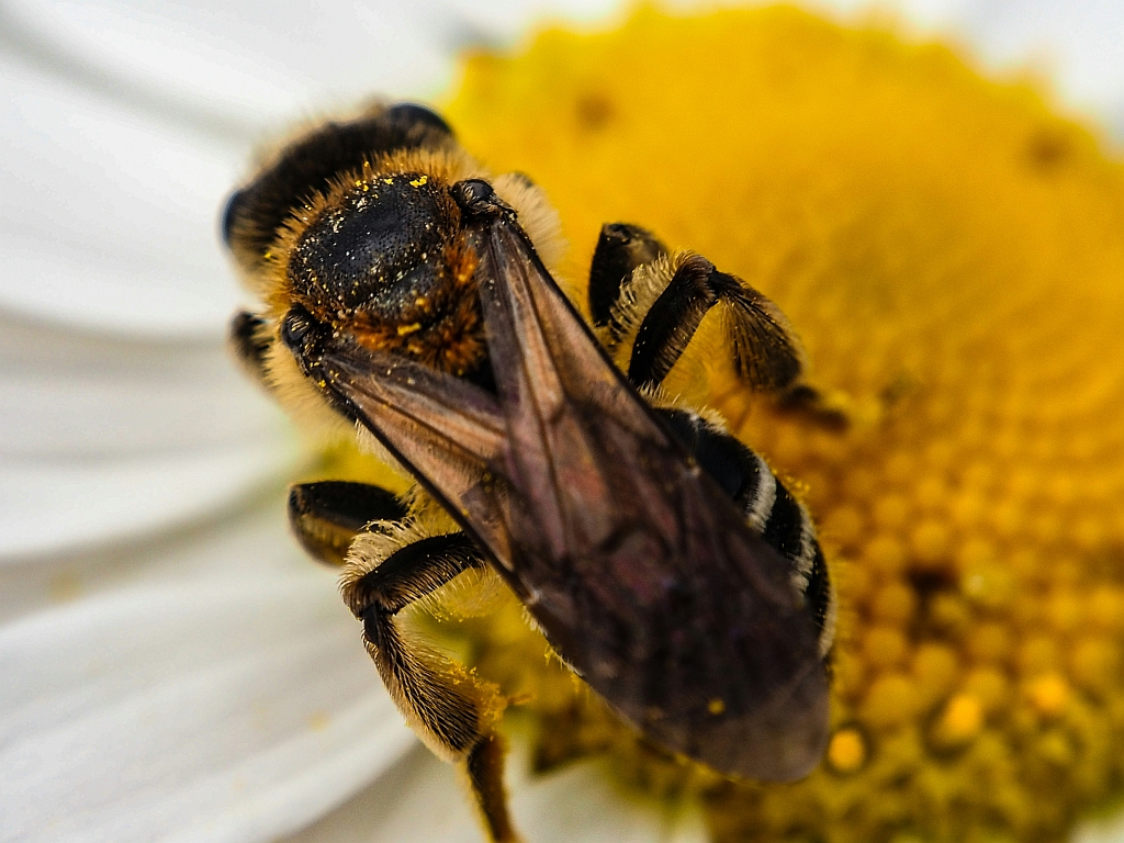Richtlijnen voor de insectvriendelijke stad