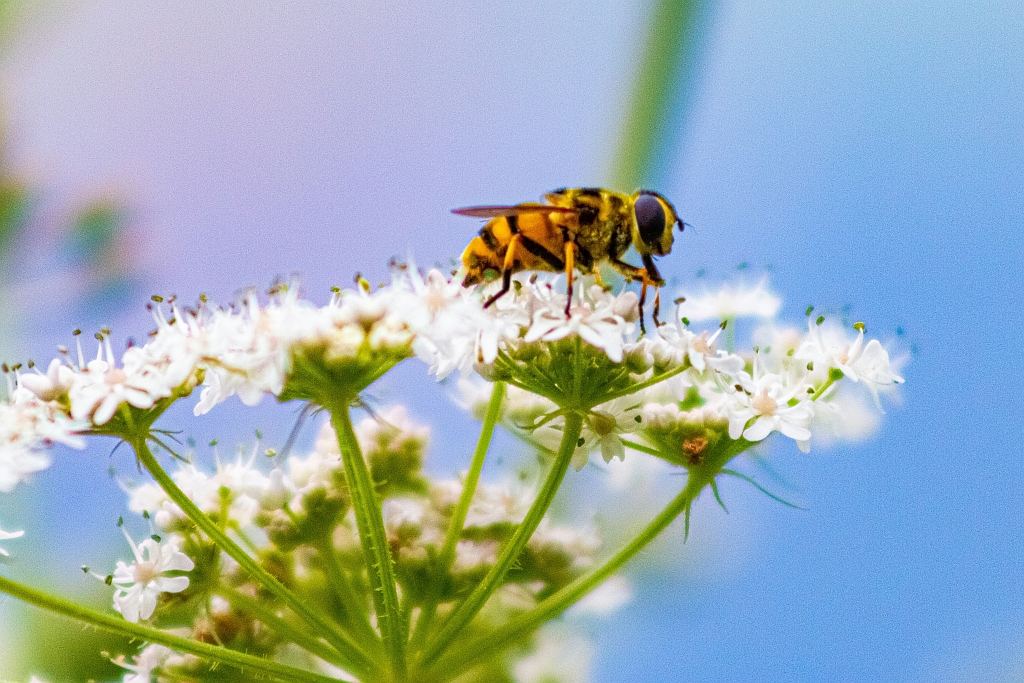 De impact van de Natuurherstelverordening (NHV) op stedelijke ontwikkeling