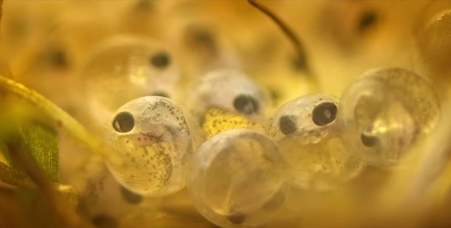 Bekijk de natuurdocu SLOOT